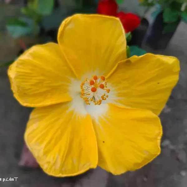 American_Hibiscus_Flower_Plant_Yellow