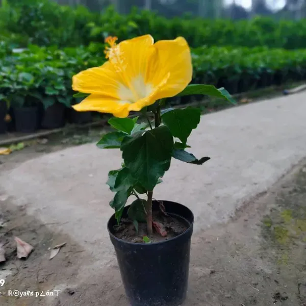 American_Hibiscus_Flower_Plant_Yellow