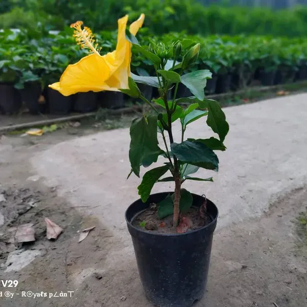 American_Hibiscus_Flower_Plant_Yellow