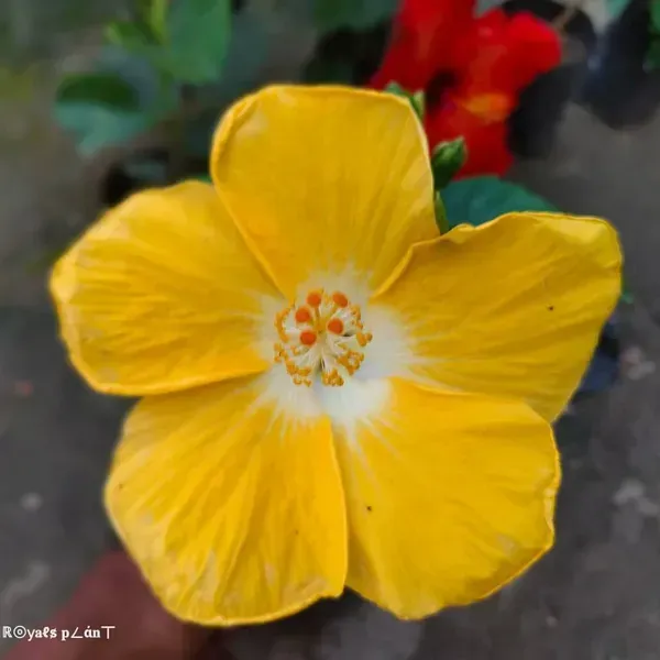 American_Hibiscus_Flower_Plant_Yellow