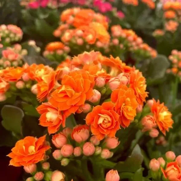 Kalanchoe_Flower_Plant_Orange