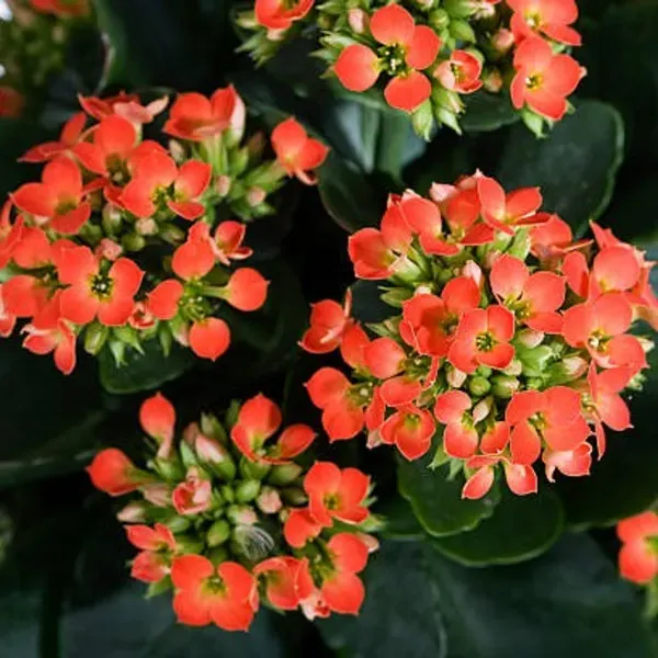 Kalanchoe_Flower_Plant_Orange