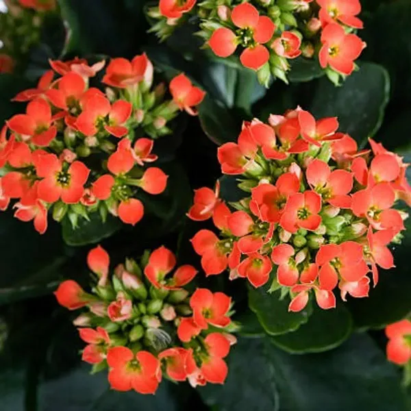 Kalanchoe_Flower_Plant_Orange