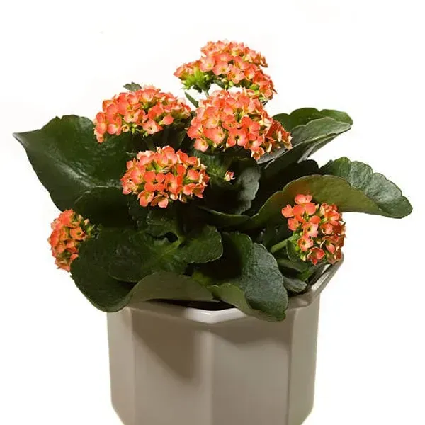 Kalanchoe_Flower_Plant_Orange