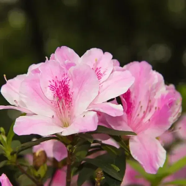 Azalea_Flower_Plant_Pink_For_Home_Garden