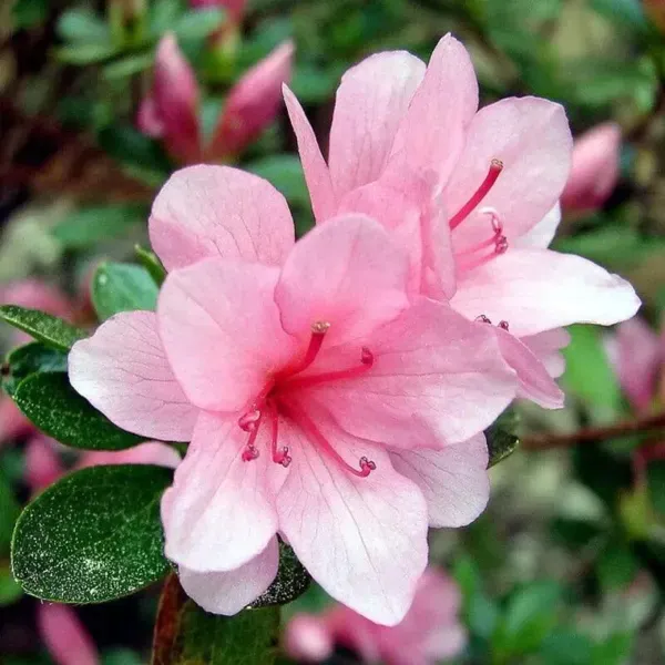 Azalea_Flower_Plant_Pink_For_Home_Garden