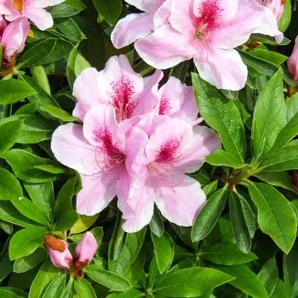 Azalea_Flower_Plant_Pink_For_Home_Garden