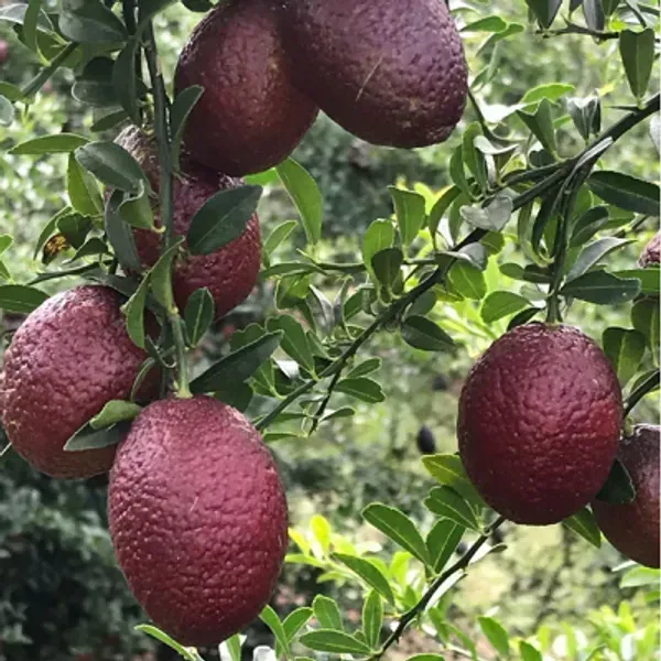 Blood_Orange_Lemon_Fruit_Plant