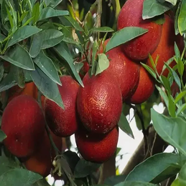 Blood_Orange_Lemon_Fruit_Plant