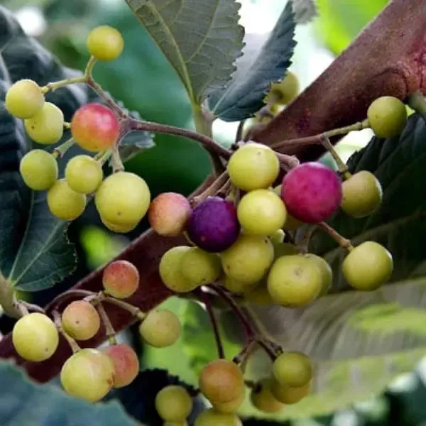 Thai_Variety_Phalsa_Fruits_Plant