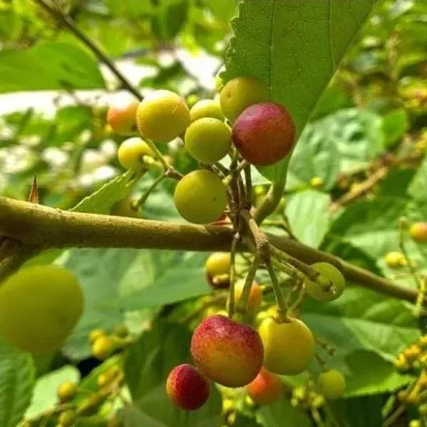 Thai_Variety_Phalsa_Fruits_Plant