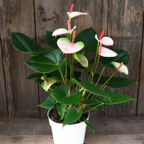 Anthurium_Andreanum_Bi_Colour_Gift_Plants