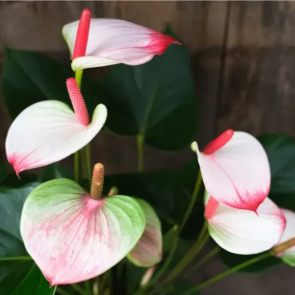 Anthurium_Andreanum_Bi_Colour_Gift_Plants