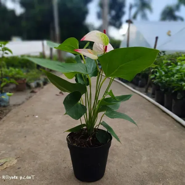 Anthurium_Andreanum_Bi_Colour_Gift_Plants