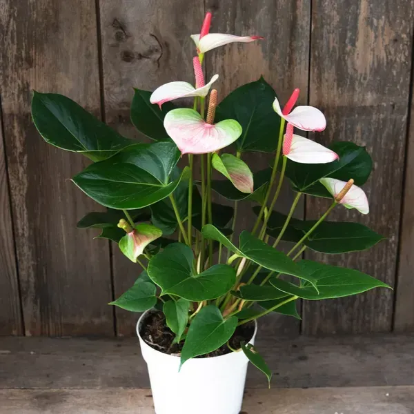 Anthurium_Andreanum_Bi_Colour_Gift_Plants