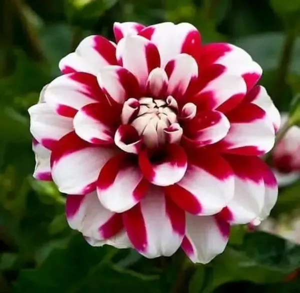 Dahlia_Flower_Plant_Variegated_White_Red