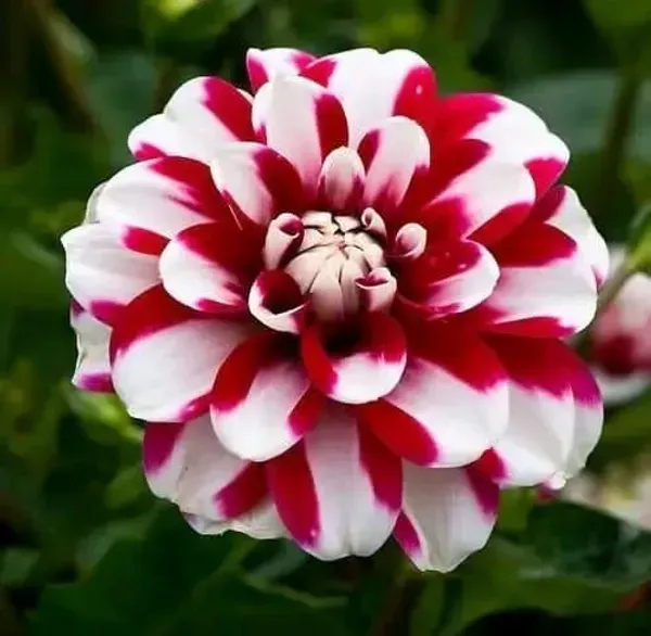 Dahlia_Flower_Plant_Variegated_White_Red