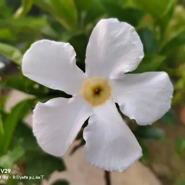 Allamanda_Flower_Plant_White