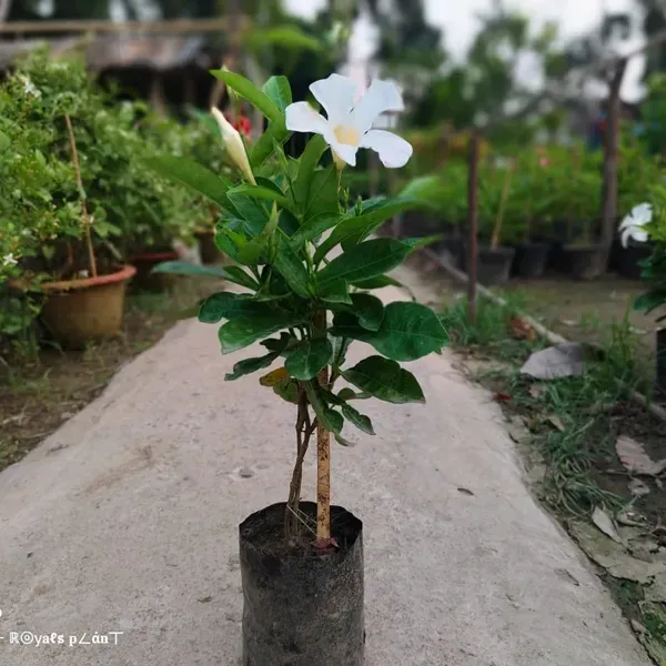 Allamanda_Flower_Plant_White