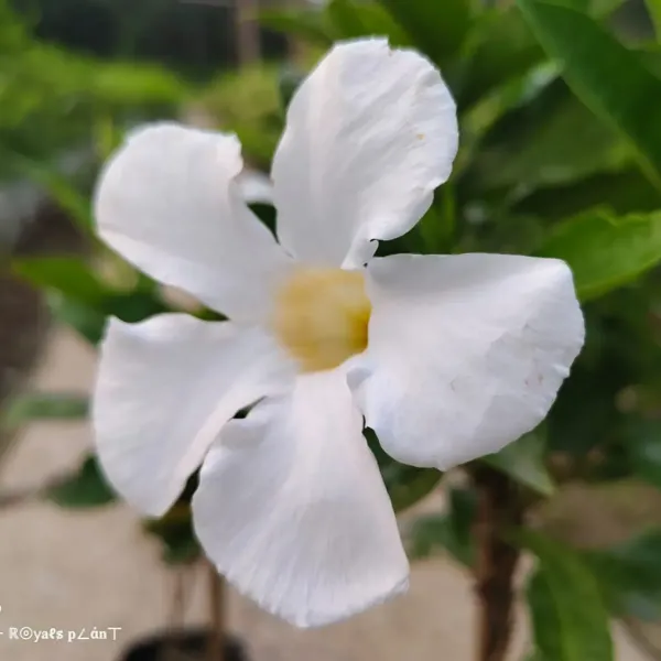 Allamanda_Flower_Plant_White