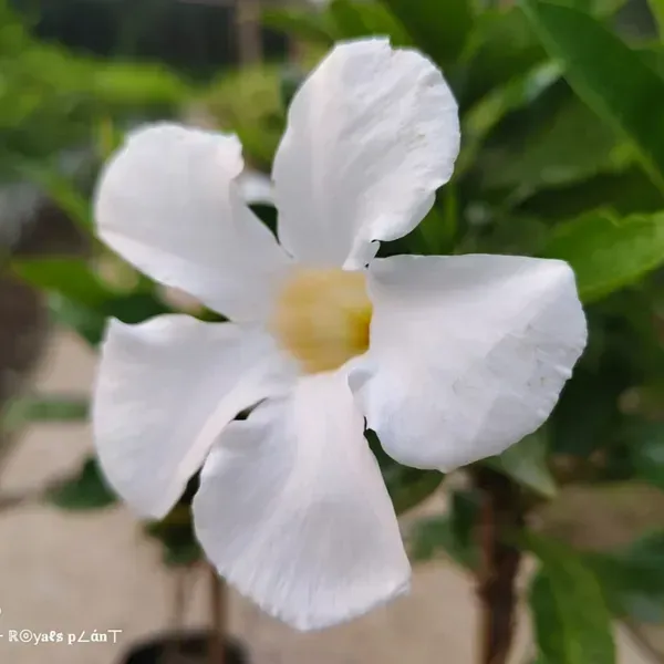 Allamanda_Flower_Plant_White