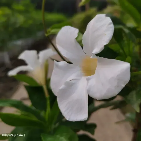 Allamanda_Flower_Plant_White