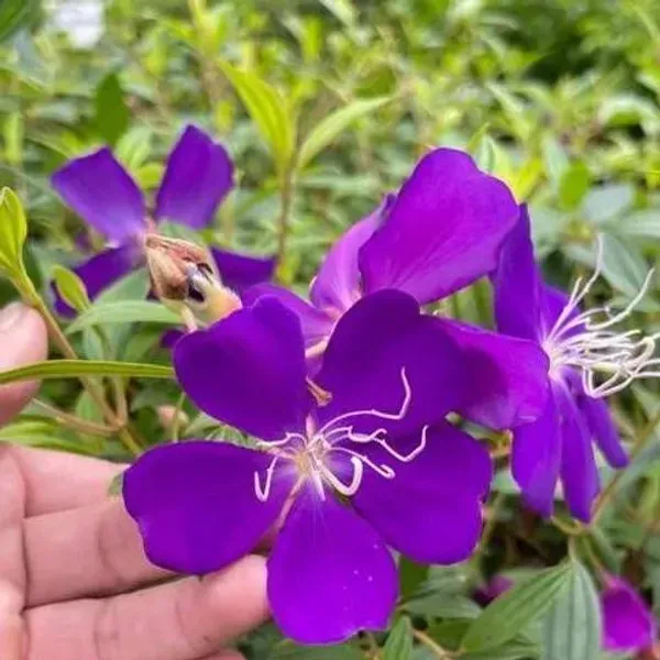 Tibouchina_Semidecandra_Begum_Bahar_Flower_Plant