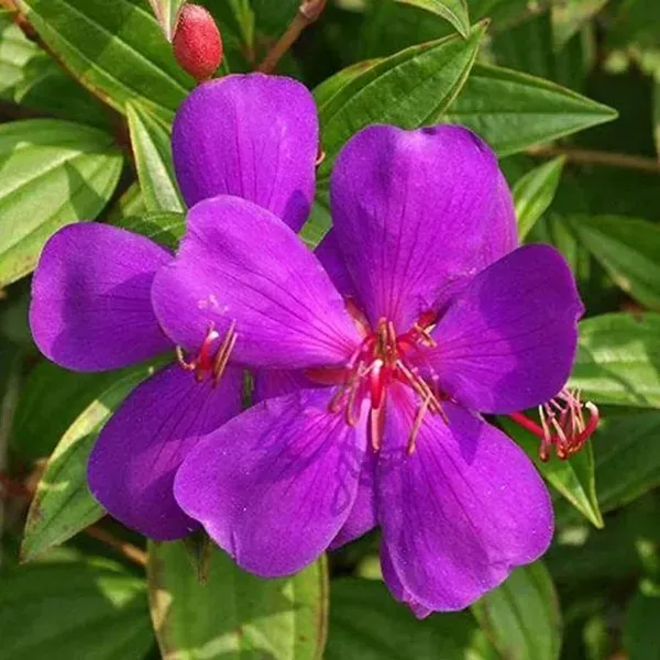 Tibouchina_Semidecandra_Begum_Bahar_Flower_Plant