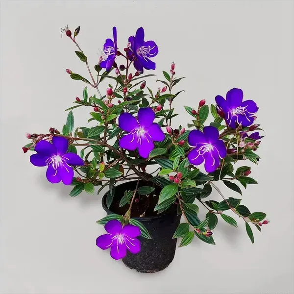 Tibouchina_Semidecandra_Begum_Bahar_Flower_Plant