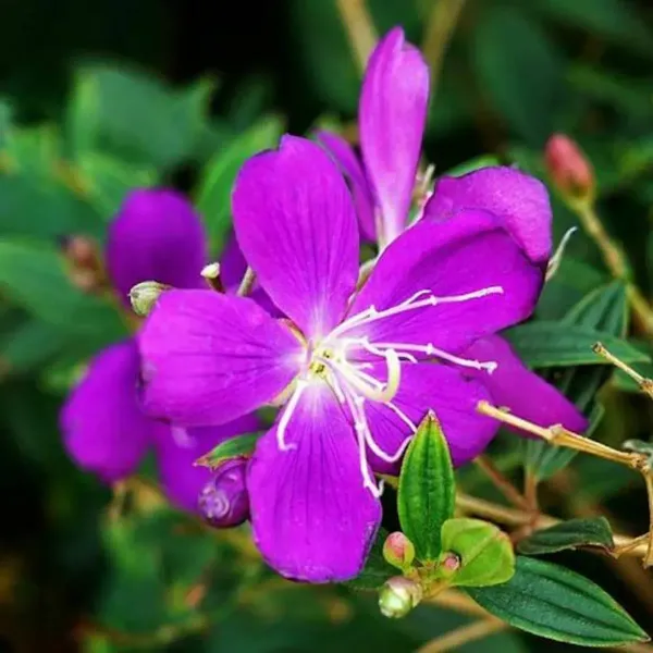 Tibouchina_Semidecandra_Begum_Bahar_Flower_Plant