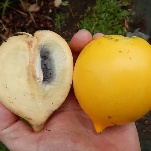 Abiu_Pouteria_Caimito_Grafted_Hybrid_Fruit_Plant