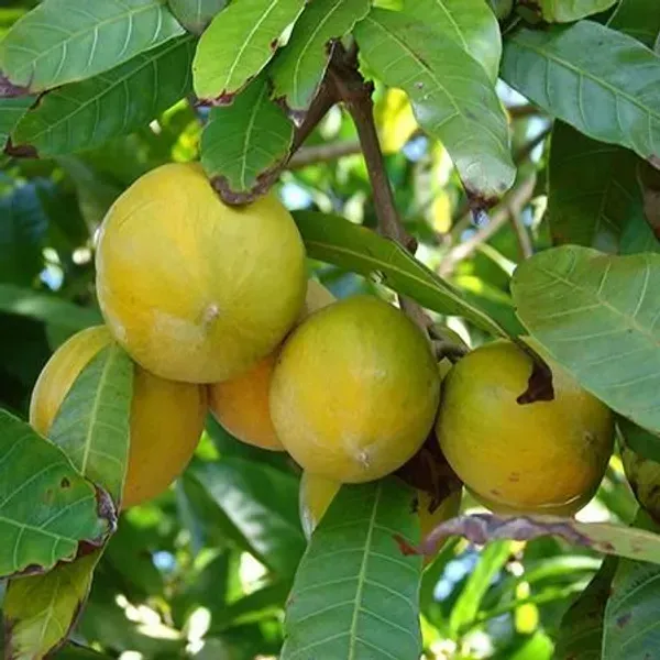 Abiu_Pouteria_Caimito_Grafted_Hybrid_Fruit_Plant