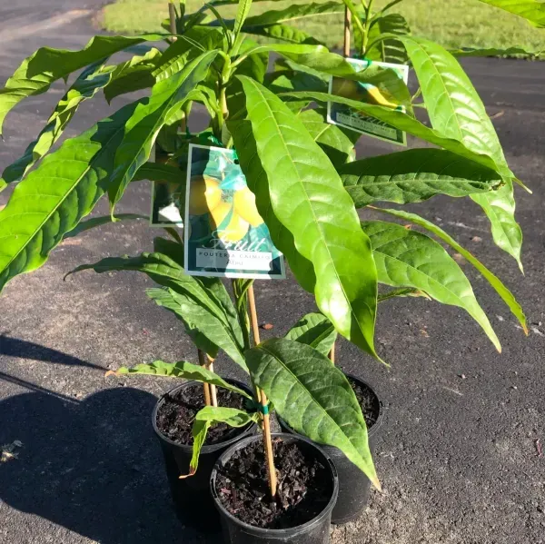 Abiu_Pouteria_Caimito_Grafted_Hybrid_Fruit_Plant