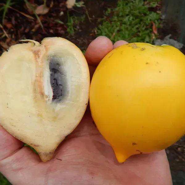 Abiu_Pouteria_Caimito_Grafted_Hybrid_Fruit_Plant