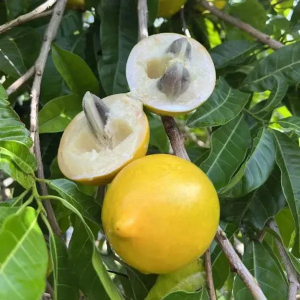 Abiu_Pouteria_Caimito_Grafted_Hybrid_Fruit_Plant