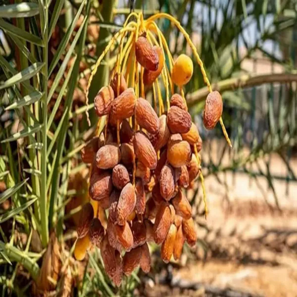 Arabian_Dwarf_Variety_Date_Plum_Live_Plant