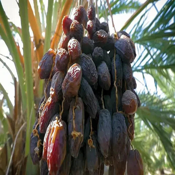 Arabian_Dwarf_Variety_Date_Plum_Live_Plant