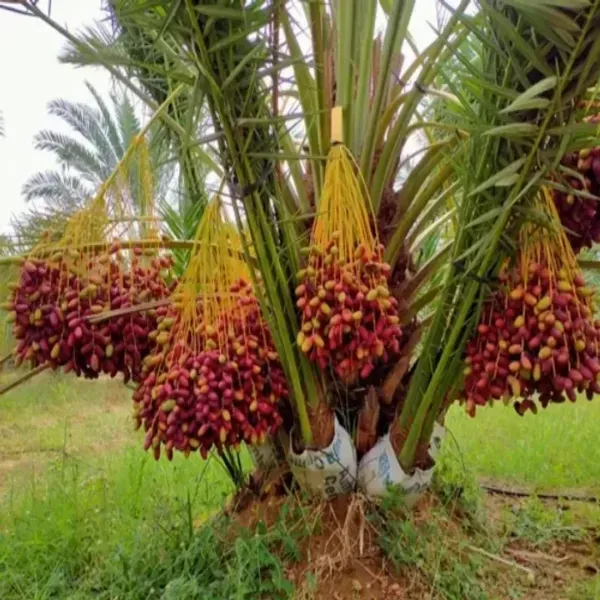 Arabian_Dwarf_Variety_Date_Plum_Live_Plant