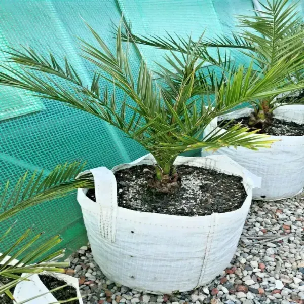 Arabian_Dwarf_Variety_Date_Plum_Live_Plant