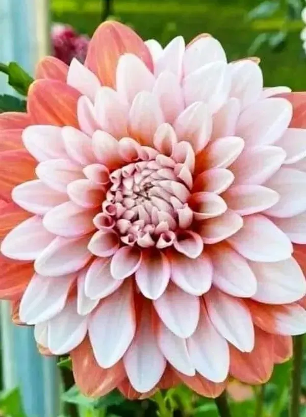 Dahlia_Flower_Plant_Variegated_White