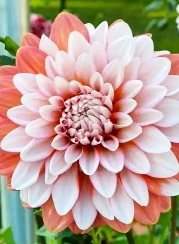Dahlia_Flower_Plant_Variegated_White