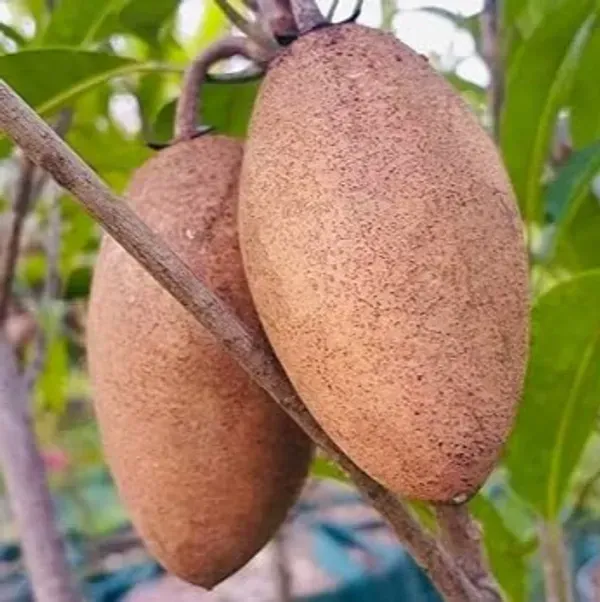 Thai_Variety_Long_Chikoo_Grafted_Fruit_Plant