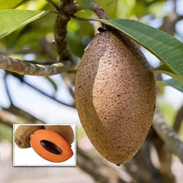 Thai_Variety_Long_Chikoo_Grafted_Fruit_Plant