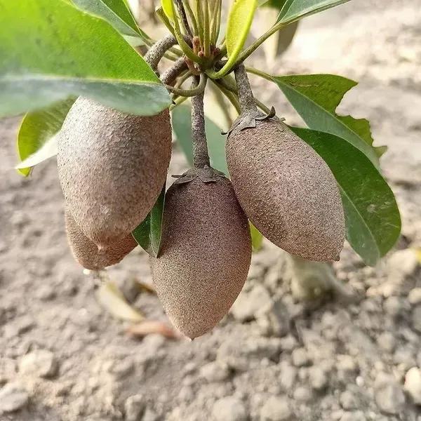 Thai_Variety_Long_Chikoo_Grafted_Fruit_Plant