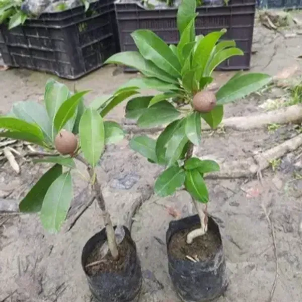 Thai_Variety_Long_Chikoo_Grafted_Fruit_Plant