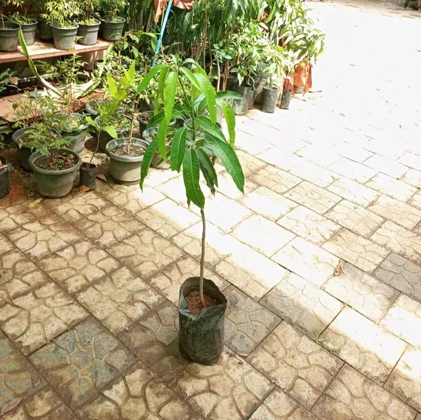 Japanese_Miyazaki_Mango_Grafted_Fruit_Plant