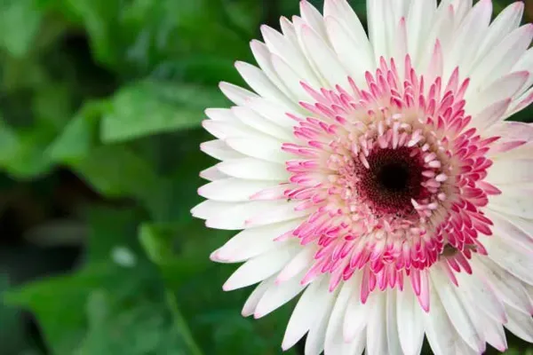 Hybrid_Gerbera_Flower_Plant_White