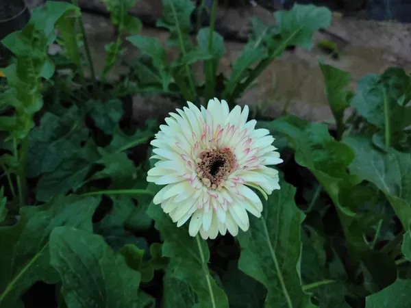 Hybrid_Gerbera_Flower_Plant_White
