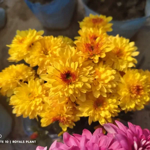 Chrysanthemum_Chandramallika_Flower_Plant_Orange