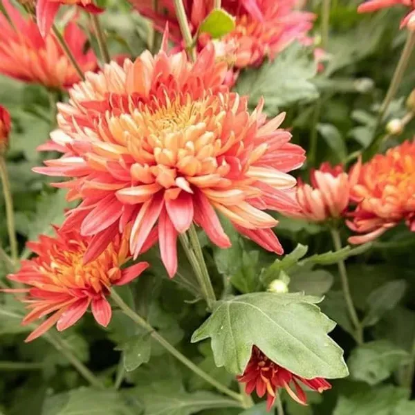 Chrysanthemum_Chandramallika_Flower_Plant_Orange